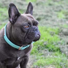 French Bulldog All Grown Up from Great Northwoods Frenchies