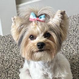 Stella - Yorkshire Terrier