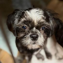 Tux's - Black and white male Shih Tzu puppy in Victorville, California from RUMBLE n TUMBLE