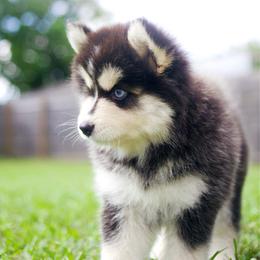 Ube - Black and white female Pomsky puppy in Trenton, Texas from Blissful Paws Pomskies