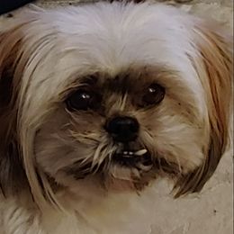 Shih Tzu All Grown Up from ShihTzuCt