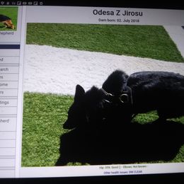 Voodoo - German Shepherd