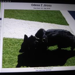 Voodoo - German Shepherd