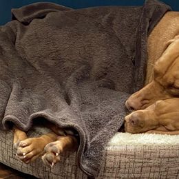 Vizslas from Woller Vizsla's