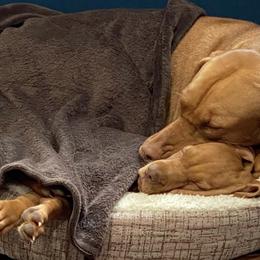 Vizslas from Woller Vizsla's