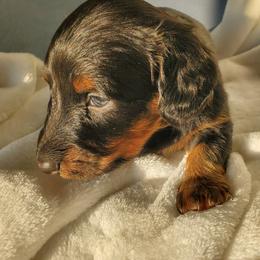 Dakota - Black and tan male Dachshund puppy in Mountain Grove, Missouri from Callaway Country Dachshunds