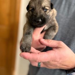 Blue boy - Black and tan male German Shepherd puppy in Tipp City, Ohio from Urekar Haus