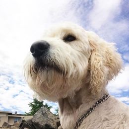 Piper - Goldendoodle