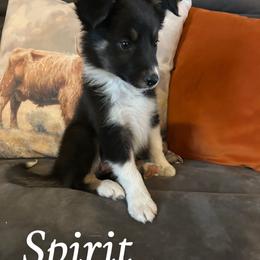 Spirit - Tri-color female Border Collie puppy in Rocky, Oklahoma from SoCal/Promise Land Border Collies