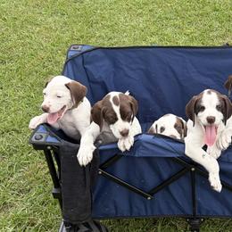 German Shorthaired Pointers from Rachel Forehand