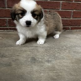 Boy 1 - Fawn Pembroke Welsh Corgi puppy in Piedmont, Alabama from Southern Raised Corgis
