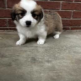 Boy 1 - Fawn Pembroke Welsh Corgi puppy in Piedmont, Alabama from Southern Raised Corgis