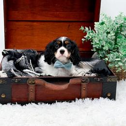 Buddy - Tri-color male Cavalier King Charles Spaniel puppy in North Carolina from NC Doodle Puppies