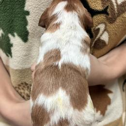 Izzy girl 3 - Orange and white female Brittany puppy in Floyd Knobs, Indiana from Cross Creek Brittanys