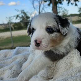 Benny - Blue merle male Miniature Australian Shepherd puppy in Crowell, Texas from Ardent Aussie Acres