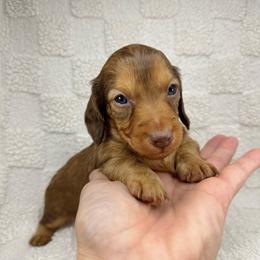 Latte - Red male Dachshund puppy in Homestead, Florida from Redland Dachshund Grove