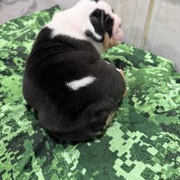 Bulldog Puppies from Bulldog's 4 Brothers