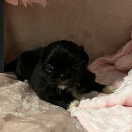 Ebony - Black Pekingese puppy in Cumming, Georgia from Imperial Pekingese