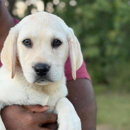 Oakley - Yellow female Labrador Retriever puppy in Archer Lodge, North Carolina from Archer Lodge Labradors
