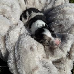 BLUEY - female Sporty Mix puppy in Livonia, Michigan from M7’s Shelties, Toonies & AussieDoodles