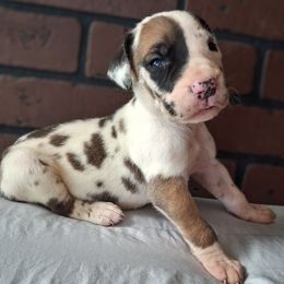 Fawn Harlequin Male - Harlequin male Great Dane puppy in Cunningham, Kansas from Garden Grove Great Danes
