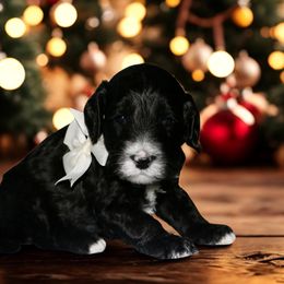 White Collar - Black male Australian Labradoodle puppy in Milton, North Carolina from Good Day Doodles