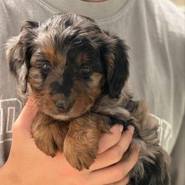 Tempura - Blue merle female Aussiedoodle puppy in Chattanooga, Tennessee from Leafy Acre Mini Farm