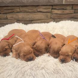 Girl1 - Golden female Golden Retriever puppy in Albemarle, North Carolina from Companion Goldens of the Carolinas