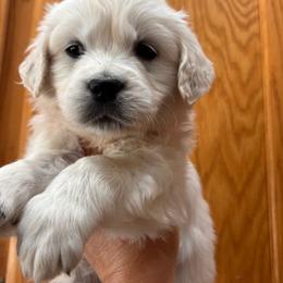 Orange (3700) - Light golden female Golden Retriever puppy in Pahrump, Nevada from Southern Nevada Goldens