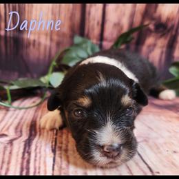 Daphne - Black tri female Miniature Australian Shepherd puppy in Macomb, Missouri from Faunus Farms and Aussies