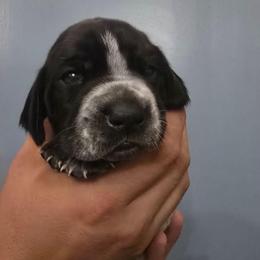 Black collar male - Black roan male German Shorthaired Pointer puppy in New York from Bishop Kennels