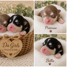 Primrose - Red and white female Pomsky puppy in Redding, California from Jubilee Hills
