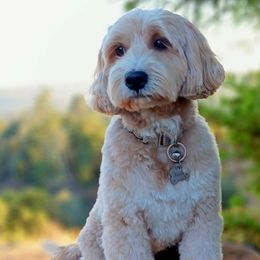Russler - Goldendoodle