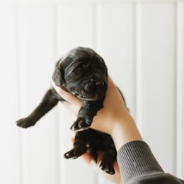 Cash - Grey Collar - Black male Goldendoodle puppy in Newell, Iowa from Front Porch Goldens