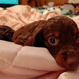 Dachshund Puppies from Bennett Babies