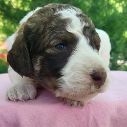 Blossom - Parti female Goldendoodle puppy in Pilot Point, Texas from K9 Sidekicks, LLC