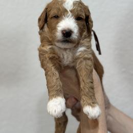Goldendoodle Puppies from Kerri's Goldendoodles