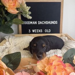 Black and Tan Boy - 2,000 - Black and tan male Dachshund puppy in Fredericksburg, Texas from Goodman Dachshunds