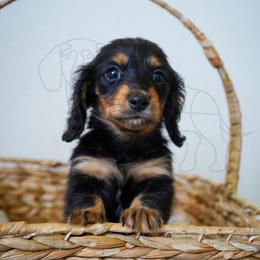 Boston - Black and tan female Dachshund puppy in Temecula, California from Naomi Magee's Dachshund Kennel