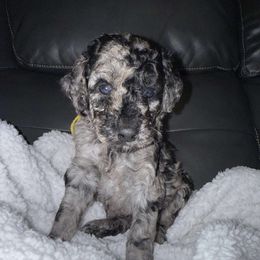 Yellow Female - Blue merle female Aussiedoodle puppy in Scottsboro, Alabama from Murphie and Banks Doodles