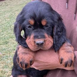 Neon Blue - Black and tan male Gordon Setter puppy in Gordonville, Pennsylvania from Blue Ribbon Setters