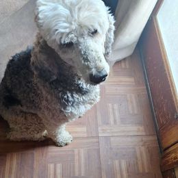 Ally - Poodle