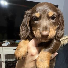 Timber AKC - Chocolate and tan male Dachshund puppy in Erie, Michigan from Champagne’s Grinch Toe’d Dachshunds