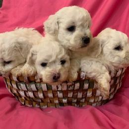 Female 4 - White female Bichon Frise puppy in Brainerd, Minnesota from ACC Ranch