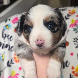 Arctic - Blue merle male Miniature Australian Shepherd puppy in Danville, Indiana from Wingler Acres Mini Aussies