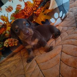 Pinecone - Chocolate and tan male Dachshund puppy in Hudson, Michigan from Mittentail Kennel Miniature Dachshunds & Australian Shepherds