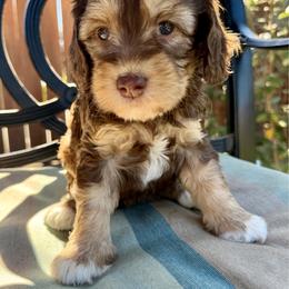 Chocolate Chip - Chocolate male Australian Labradoodle puppy in Sacramento, California from Delta Breeze Labradoodles