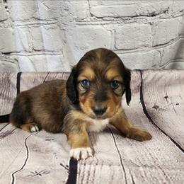 Leo - Red male Dachshund puppy in Anaconda, Montana from Williams Family Dachshunds