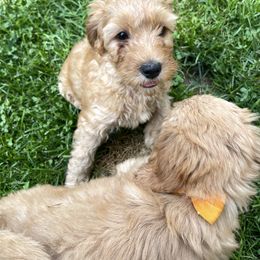 Goldendoodle Puppies from Coal Country Doodles