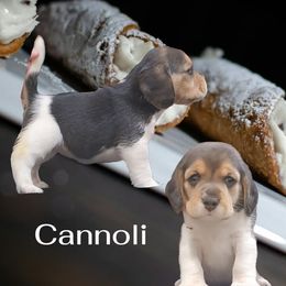 Cannoli - Red black and white female Beagle puppy in Brockway, Pennsylvania from Sugar Hill Hounds